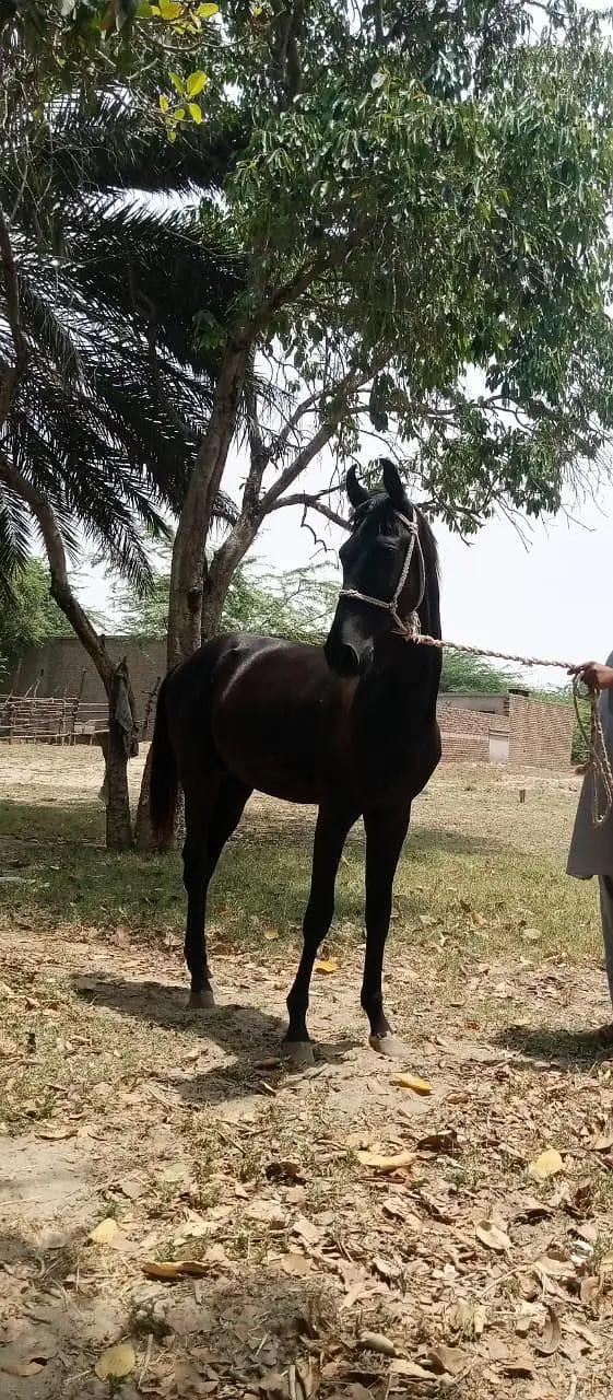 Black Horse — photo 2