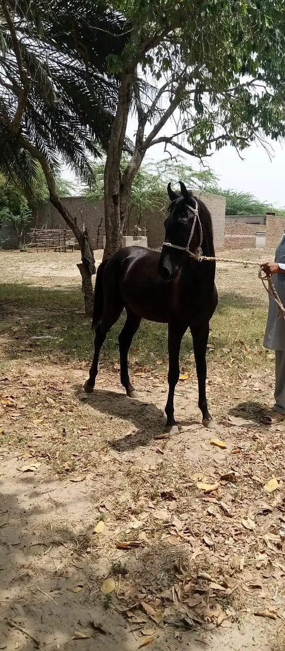 Black Horse — photo 3