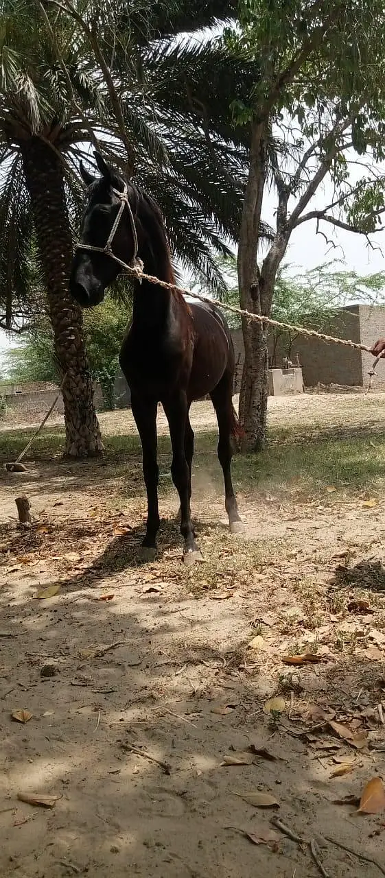 Black Horse — photo 4