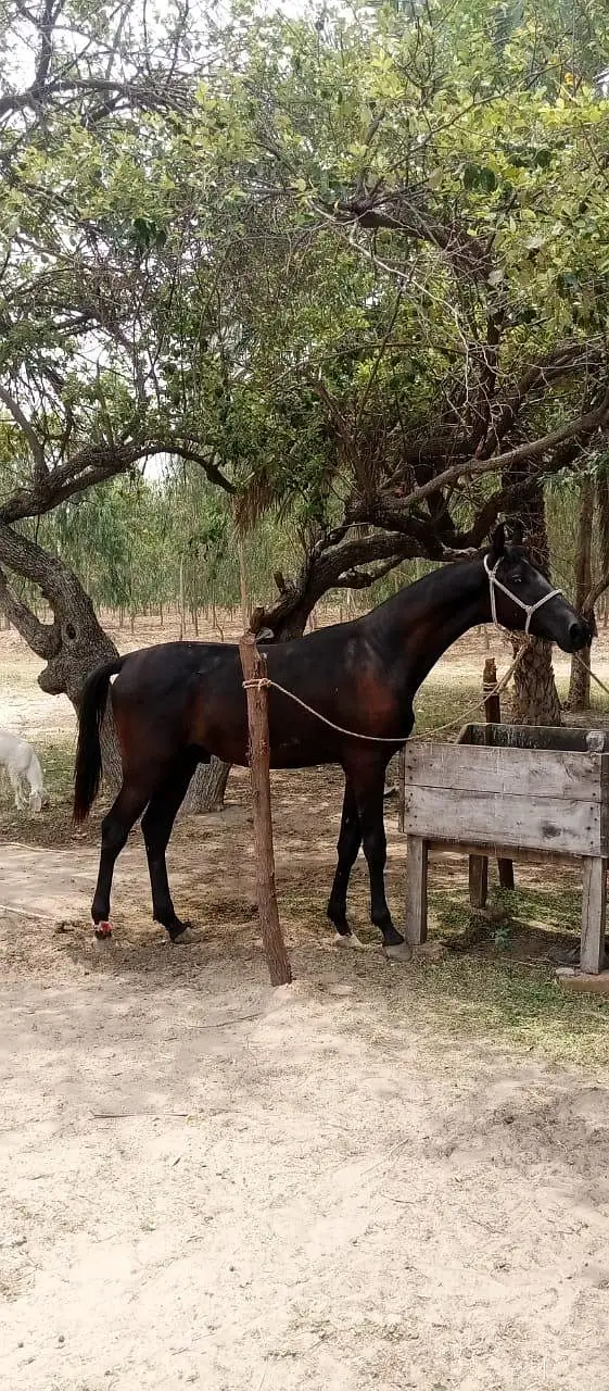 Black Horse — photo 5
