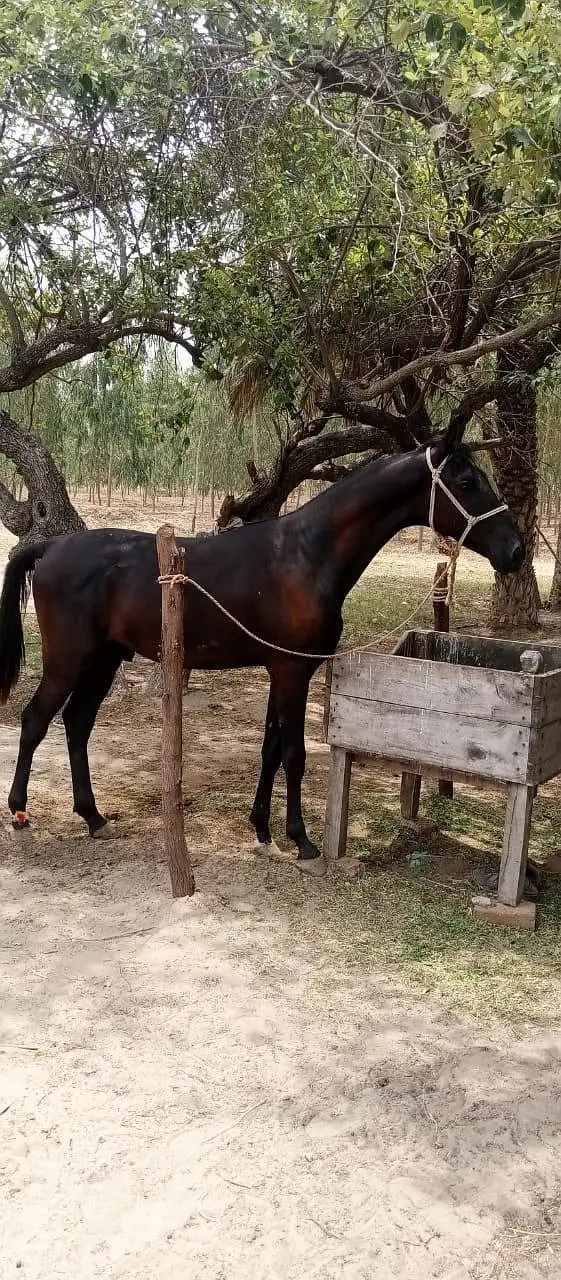 Black Horse — photo 6