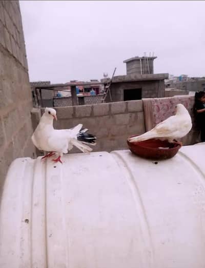 hight fly  pigeon