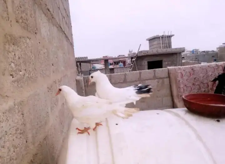 hight fly  pigeon — photo 2