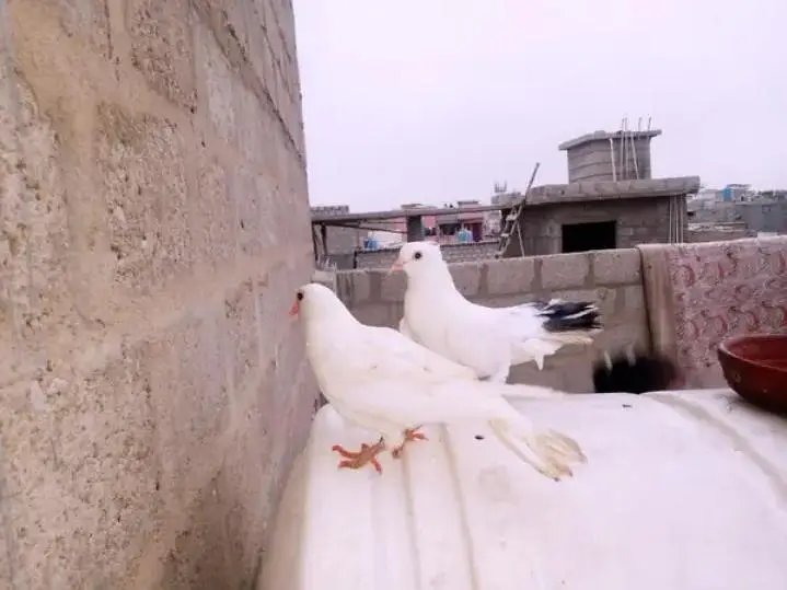 hight fly  pigeon — photo 3