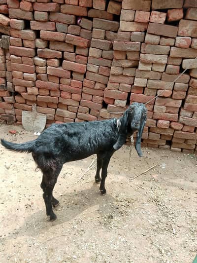 pure black ambertesri beatel female
