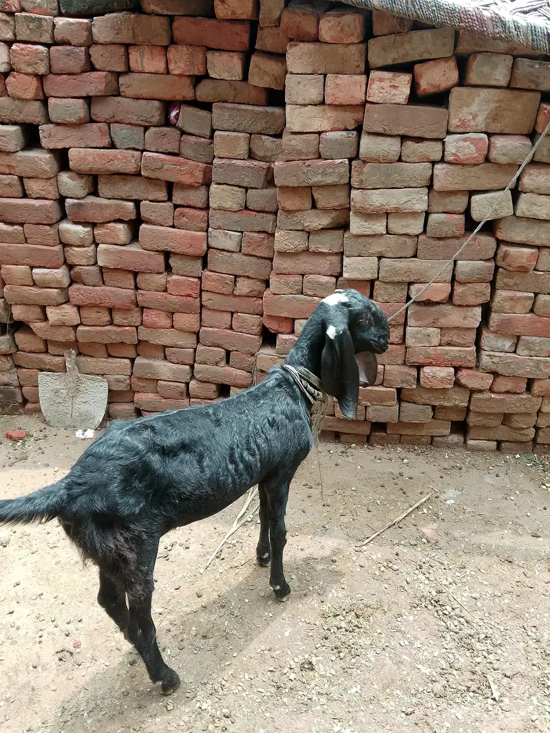 pure black ambertesri beatel female — photo 2