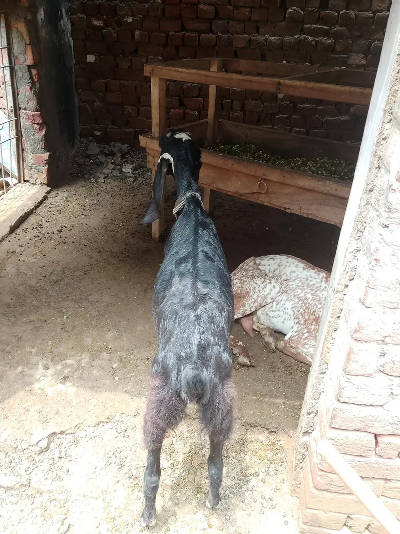 pure black ambertesri beatel female — photo 4