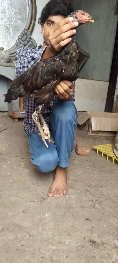 Pure Aseel Thai Madi Log Heighted Bare wajood ki Madi with 1 Chick