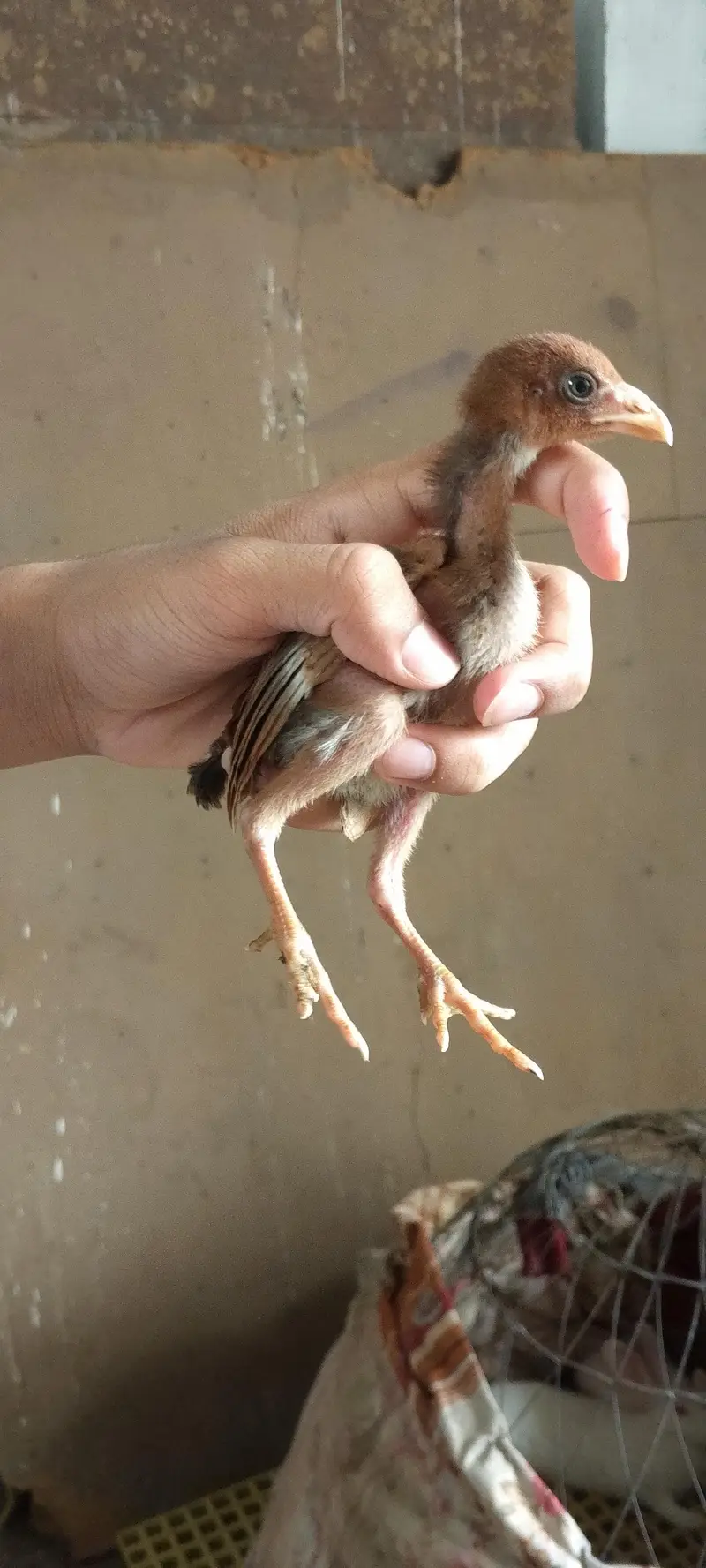 Pure Aseel Thai Madi Log Heighted Bare wajood ki Madi with 1 Chick — photo 2
