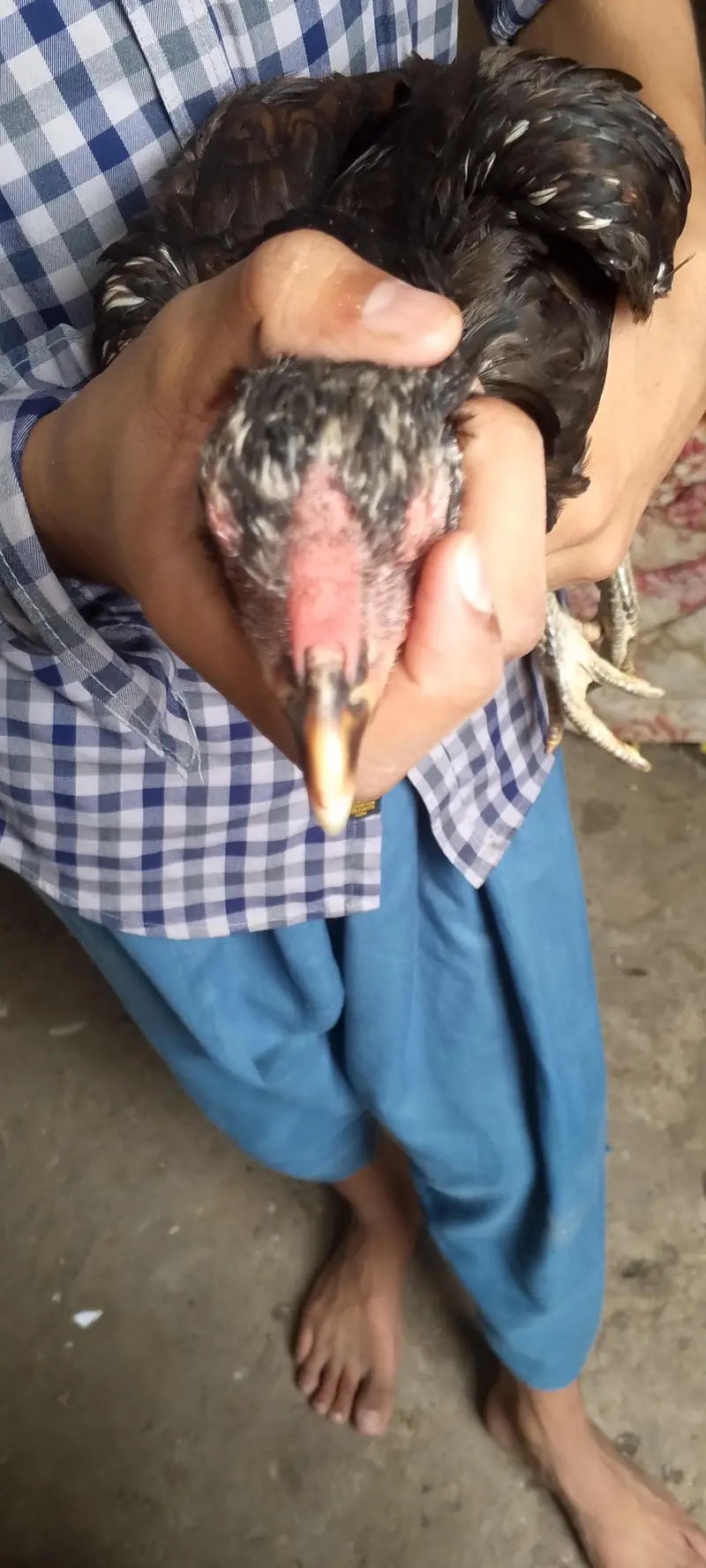 Pure Aseel Thai Madi Log Heighted Bare wajood ki Madi with 1 Chick — photo 3