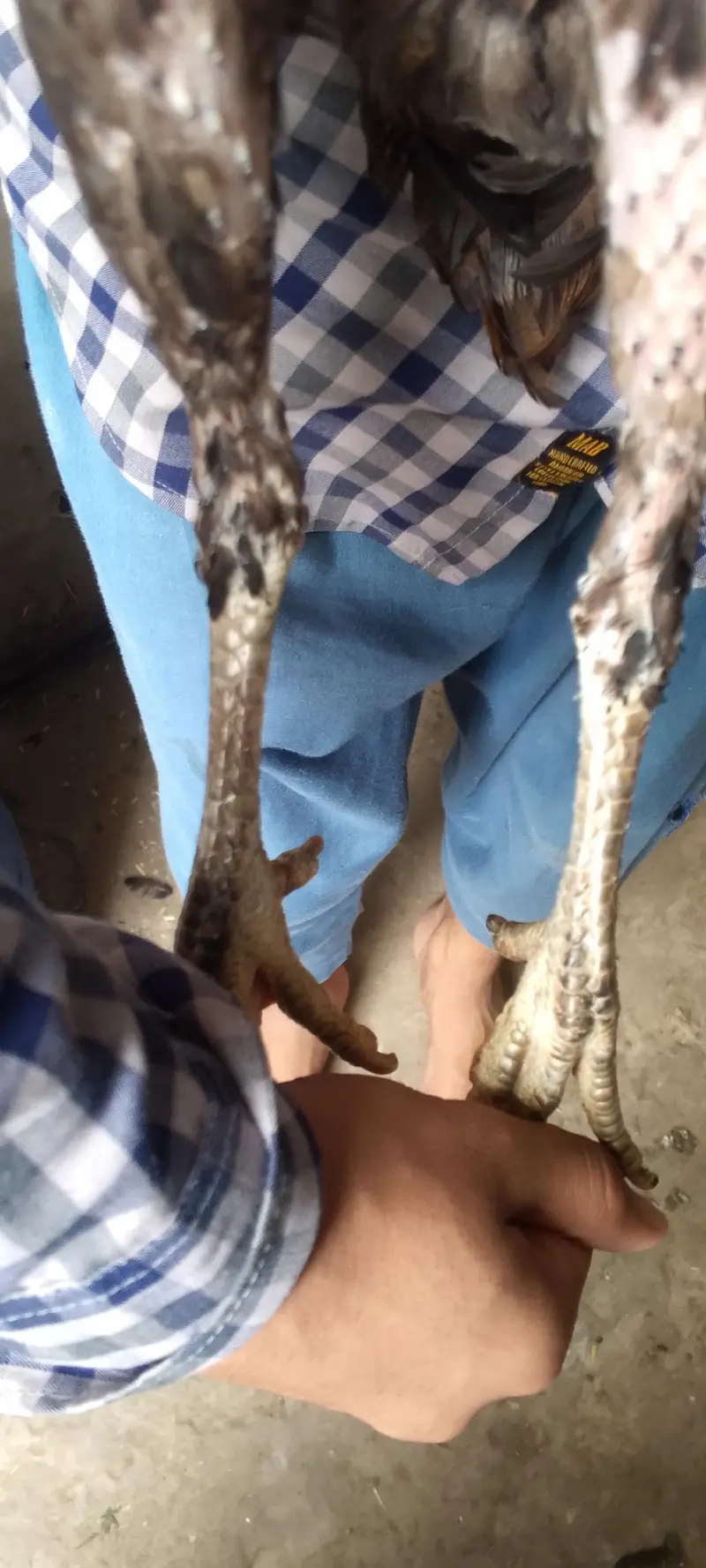 Pure Aseel Thai Madi Log Heighted Bare wajood ki Madi with 1 Chick — photo 5