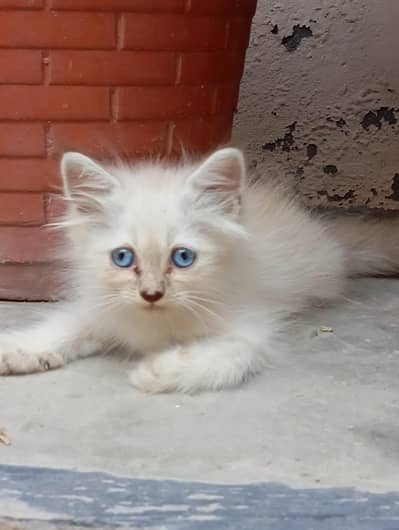 2 Persian Kittens for Sale