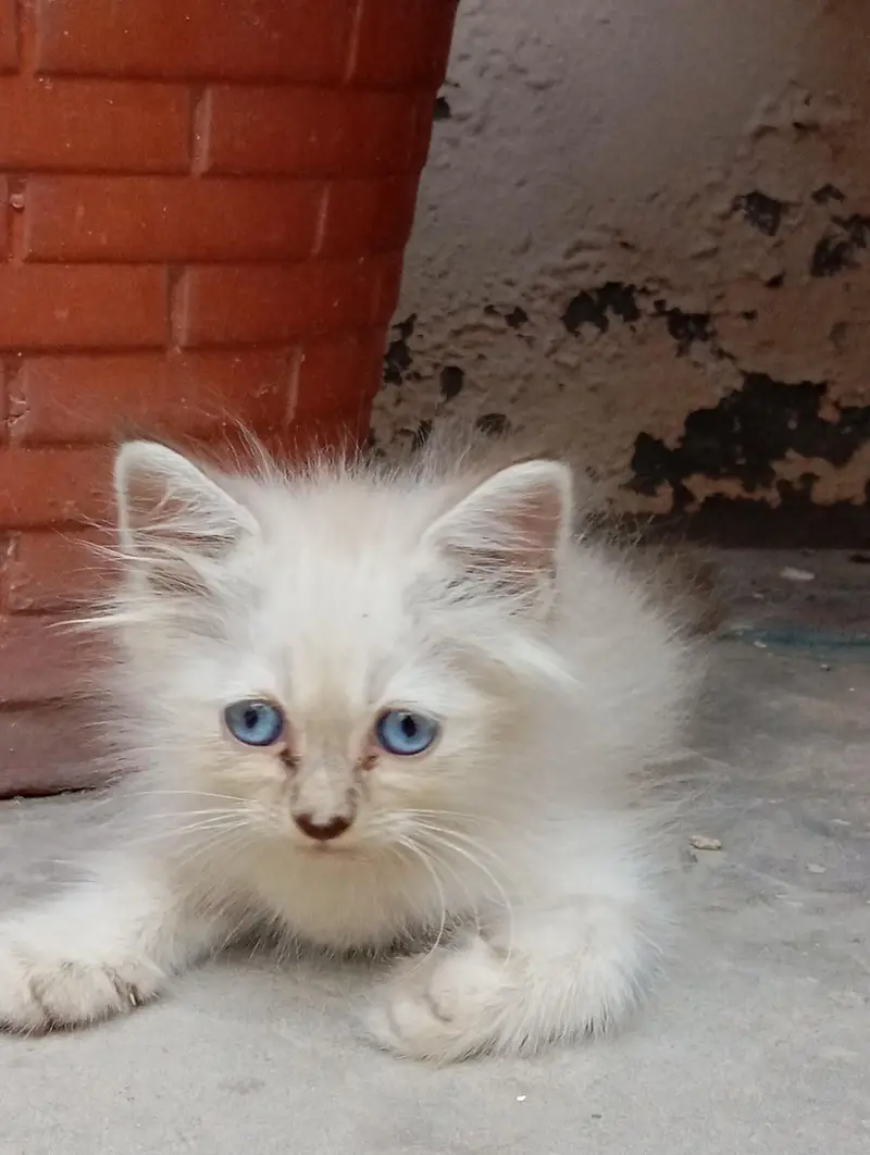 2 Persian Kittens for Sale — photo 2