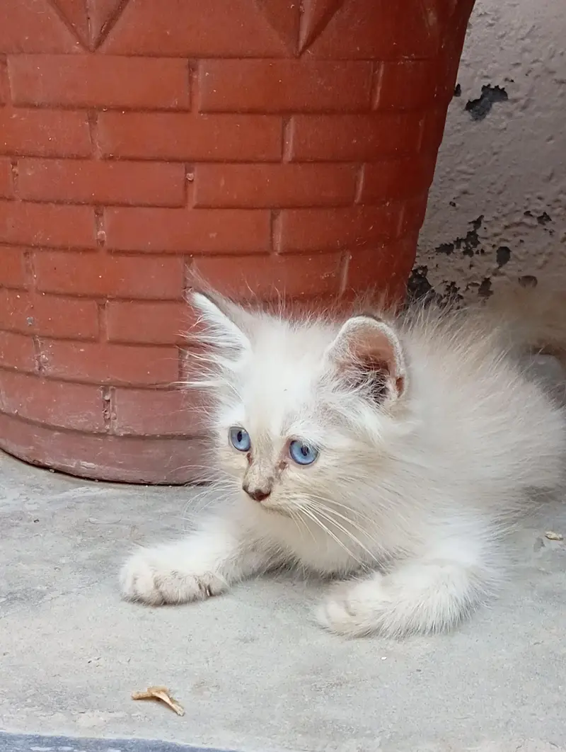 2 Persian Kittens for Sale — photo 3