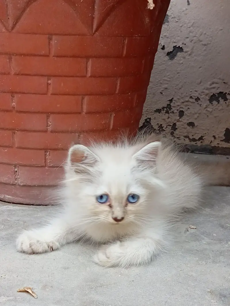 2 Persian Kittens for Sale — photo 4