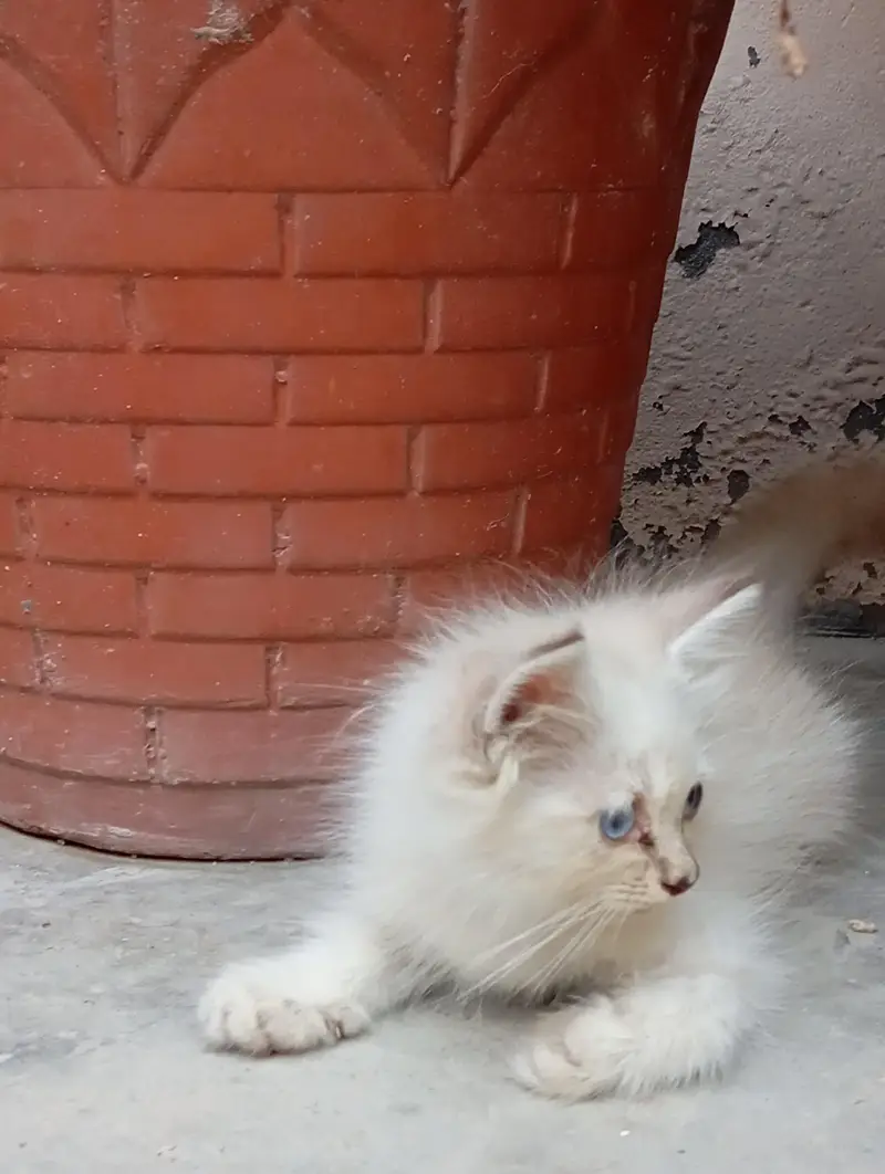 2 Persian Kittens for Sale — photo 5
