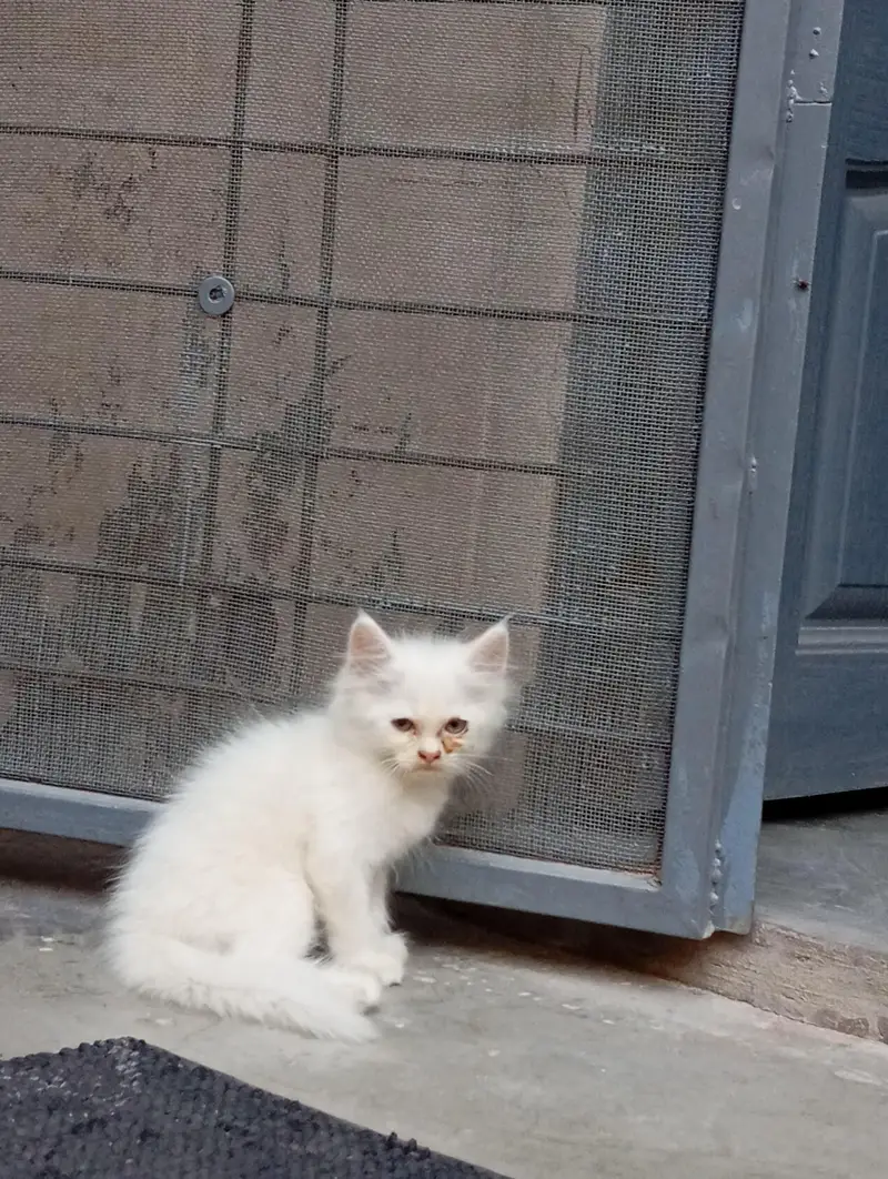 2 Persian Kittens for Sale — photo 6