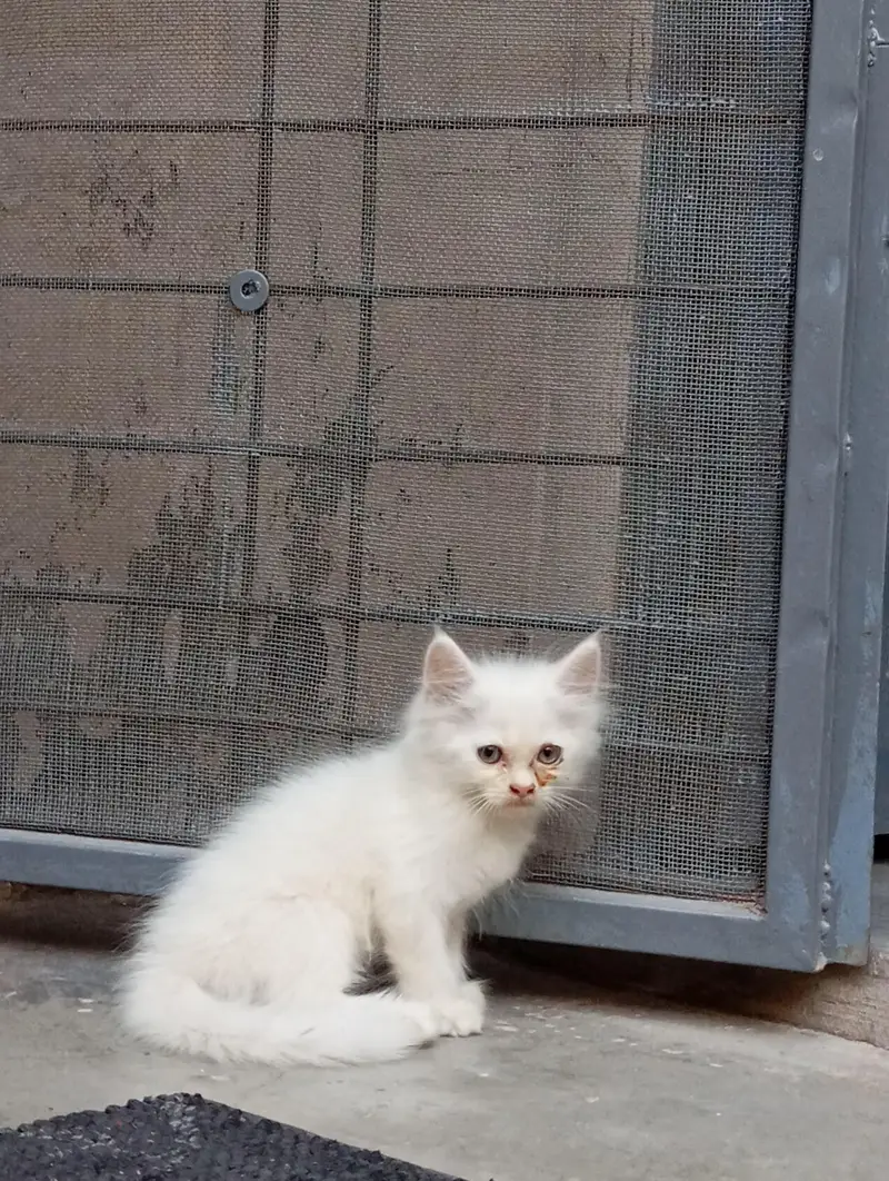 2 Persian Kittens for Sale — photo 7