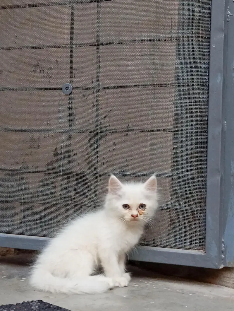2 Persian Kittens for Sale — photo 8