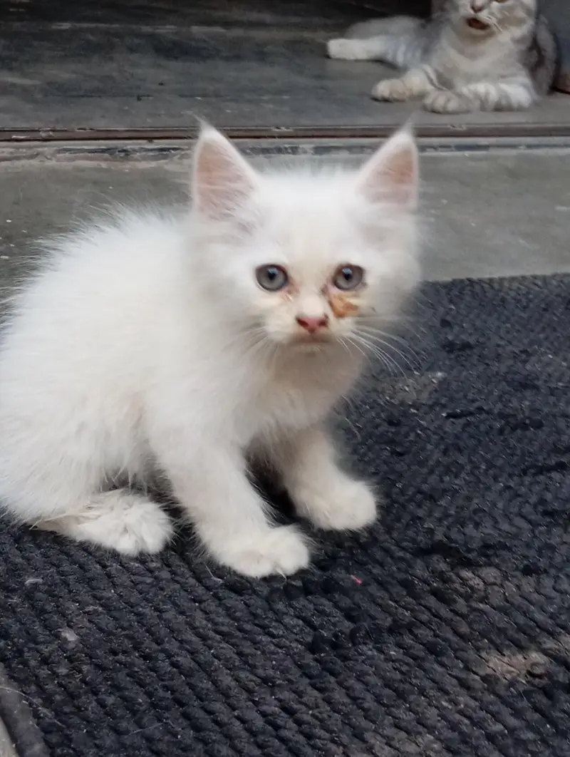 2 Persian Kittens for Sale — photo 9
