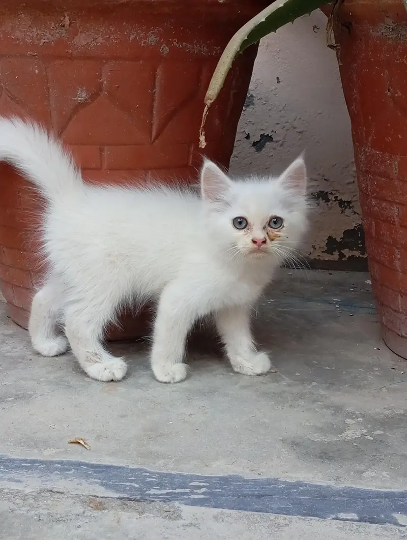 2 Persian Kittens for Sale — photo 10