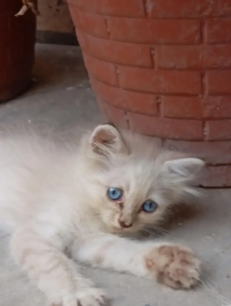 2 Persian Kittens for Sale — photo 11