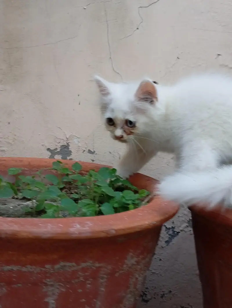2 Persian Kittens for Sale — photo 12