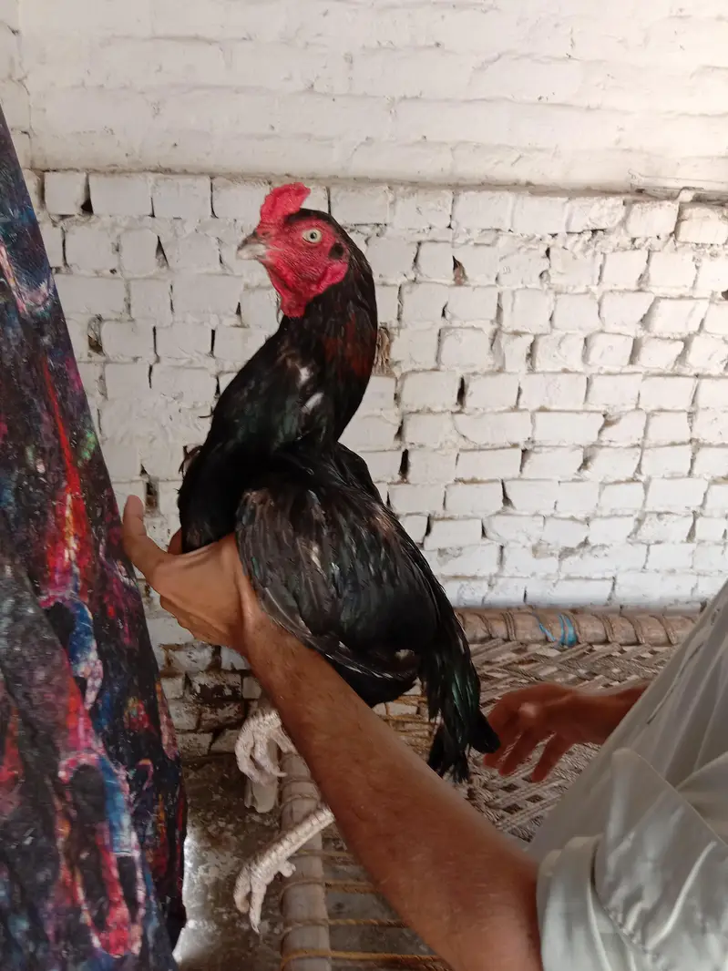 Aseel Pata — photo 2