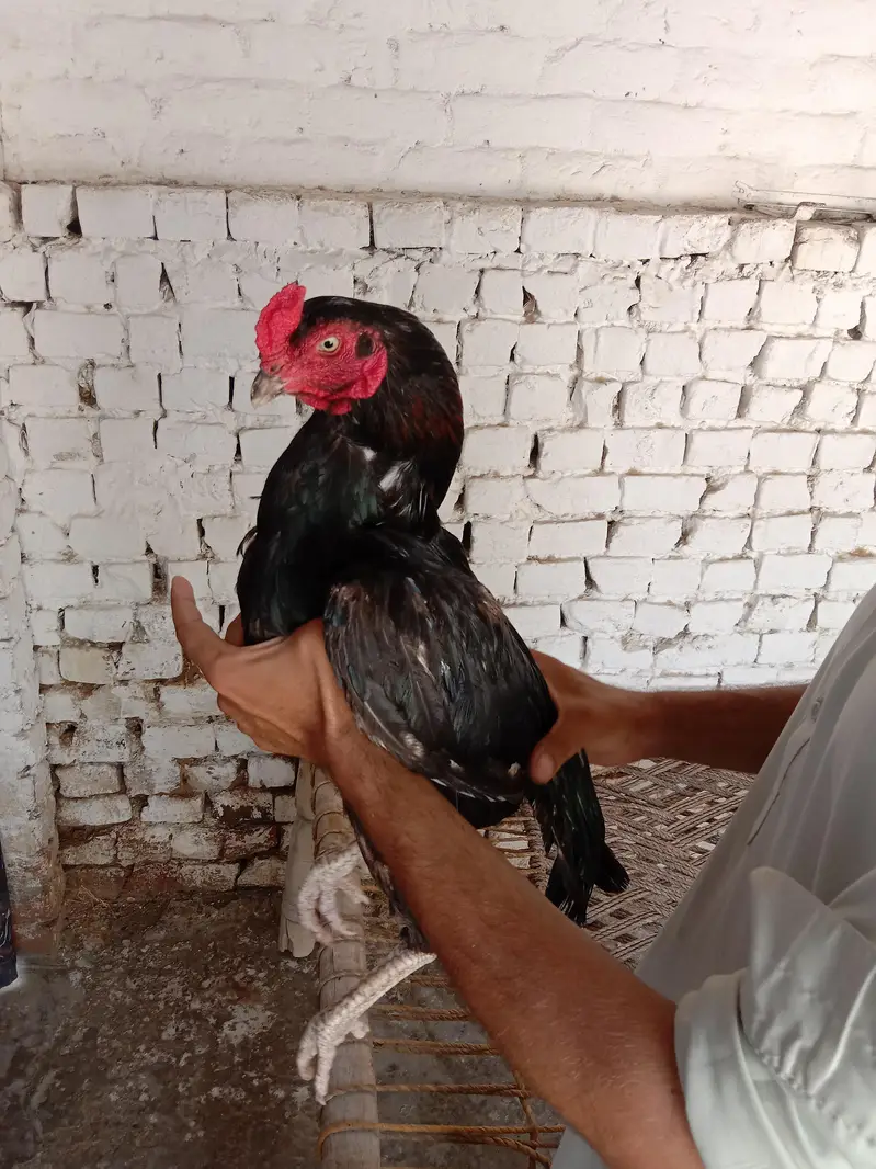 Aseel Pata — photo 4