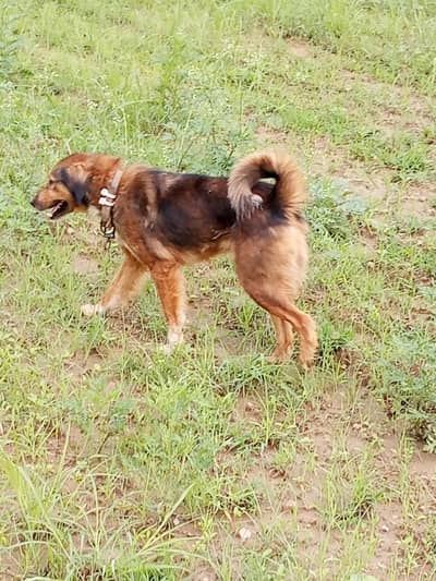 Bakarwali dog for sale