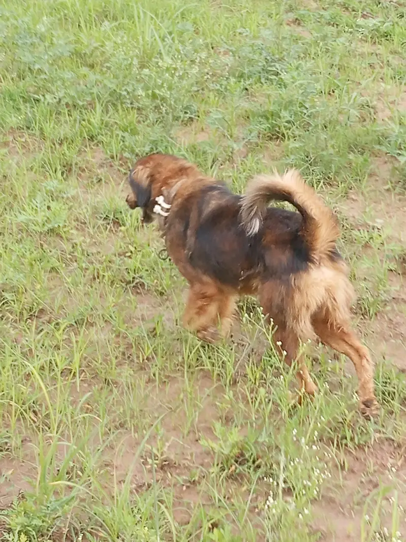 Bakarwali dog for sale — photo 2