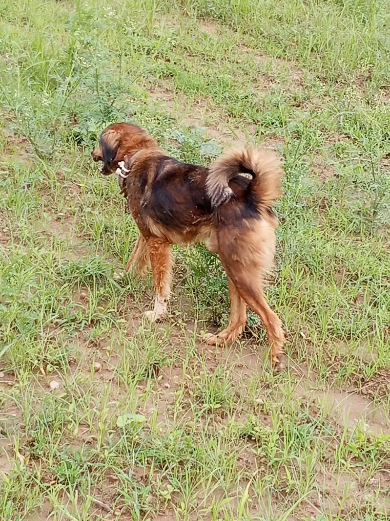 Bakarwali dog for sale — photo 3