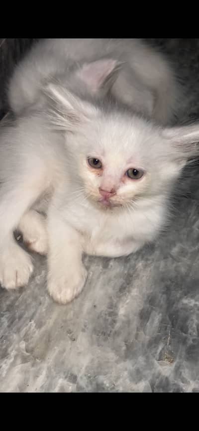Persian cat