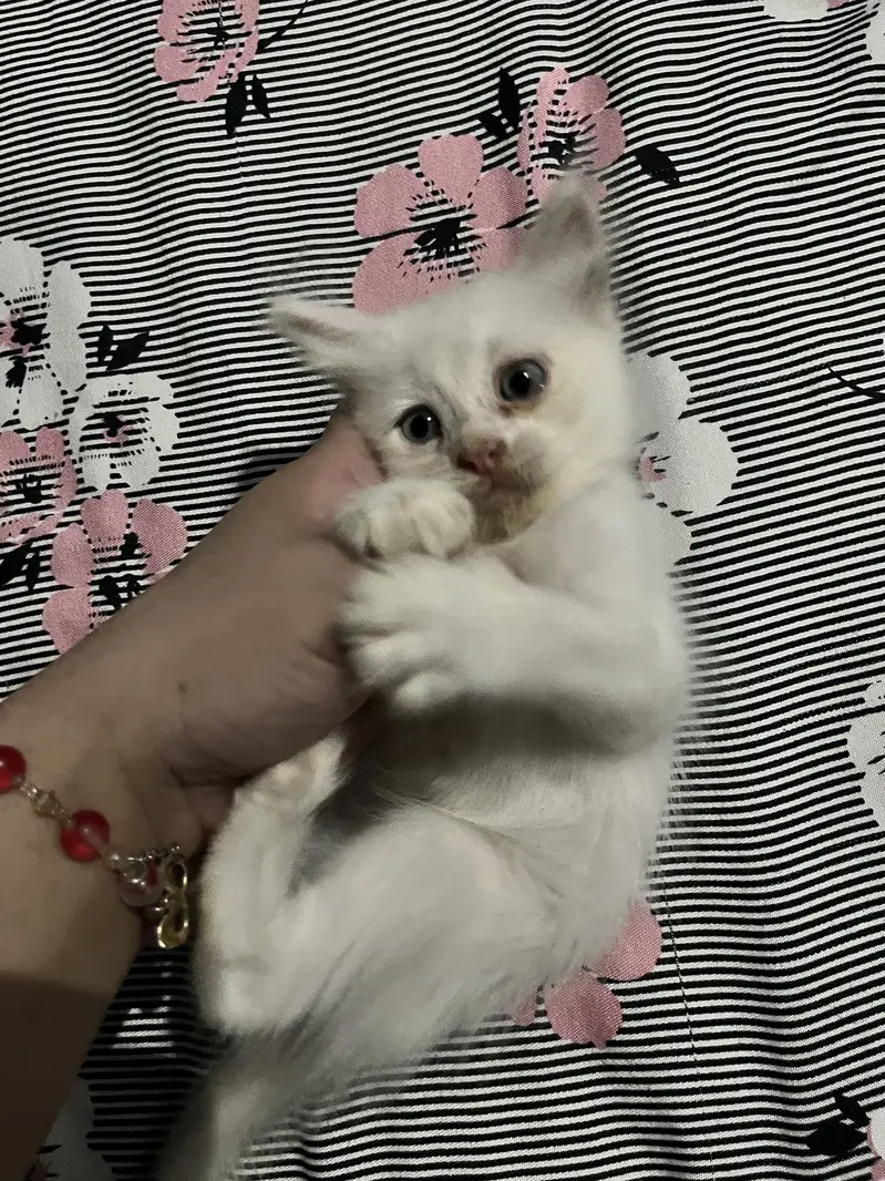 Persian cat — photo 2