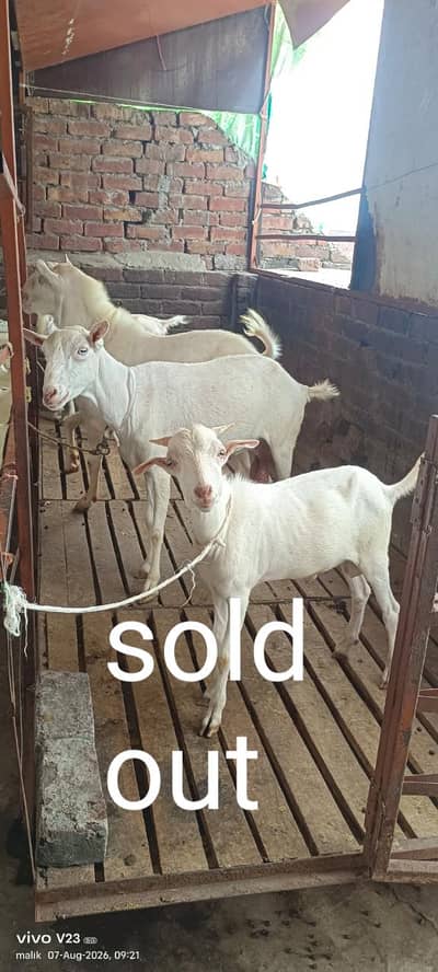 Teddy goat with male baby