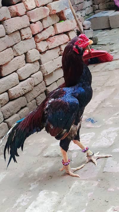 Aseel morga sindhi