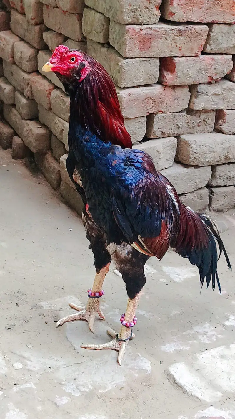 Aseel morga sindhi — photo 2