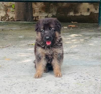 Long Coat German Shepherd Female Pup