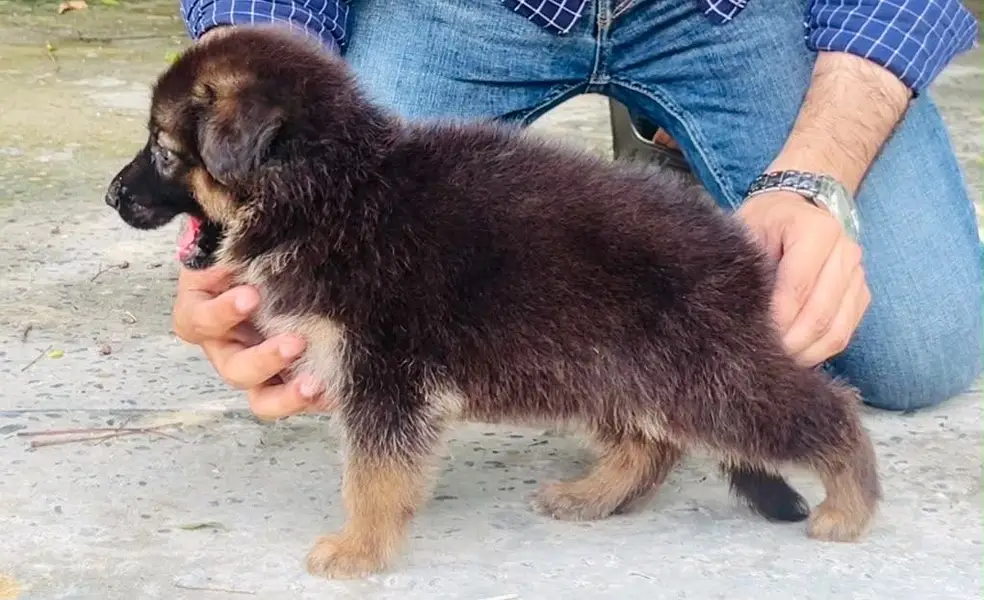 Long Coat German Shepherd Female Pup — photo 3