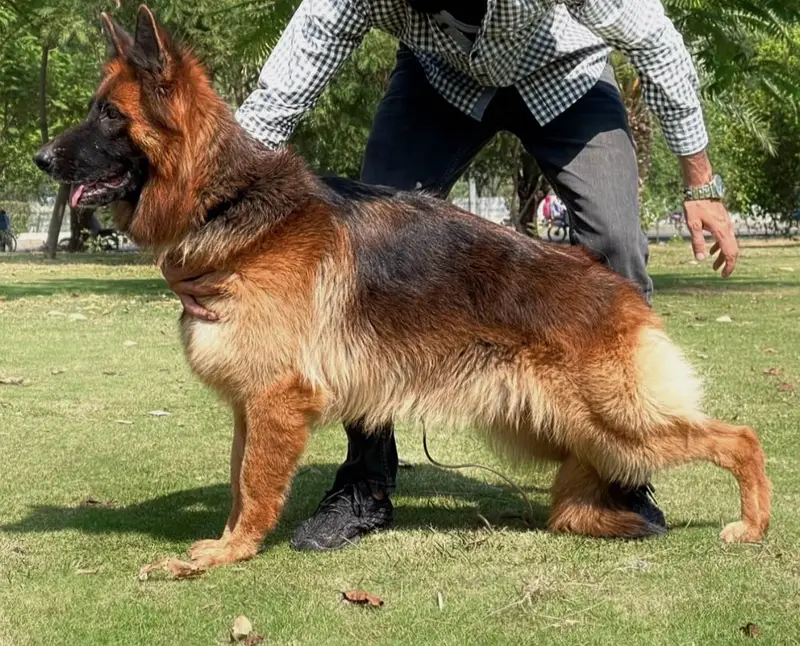 Long Coat German Shepherd Female Pup — photo 4