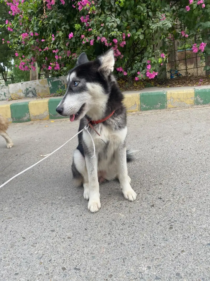 Siberian husky — photo 2