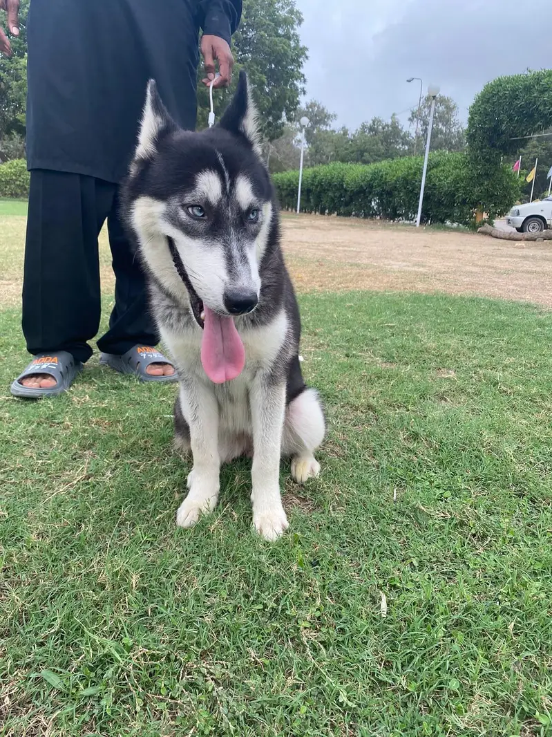 Siberian husky — photo 3
