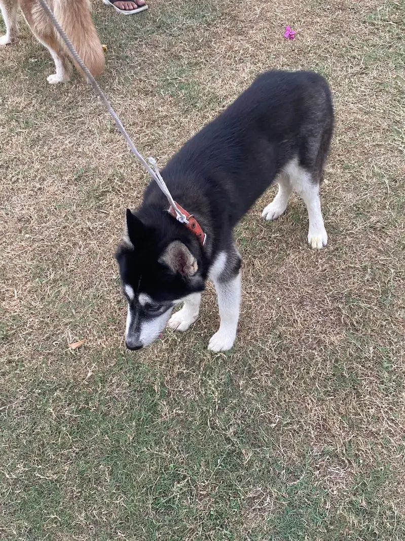 Siberian husky — photo 4