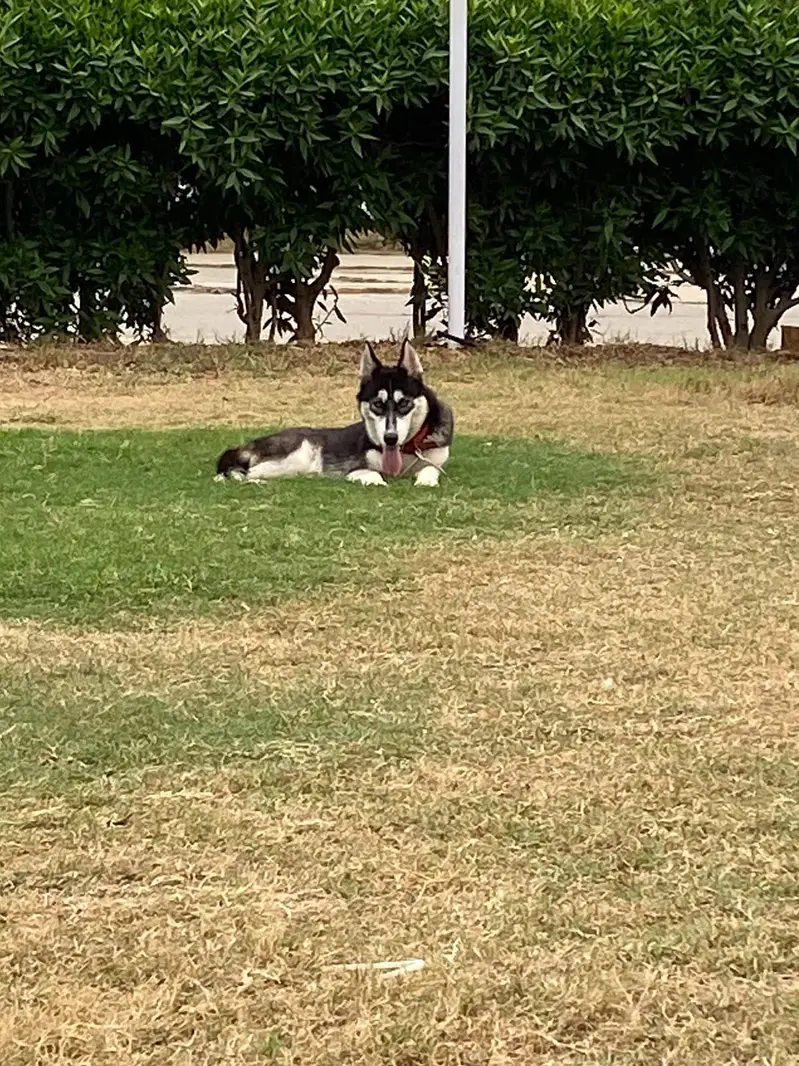 Siberian husky — photo 5