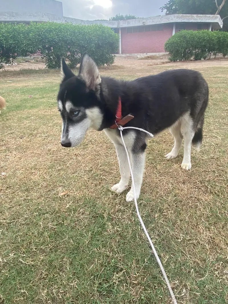 Siberian husky — photo 6