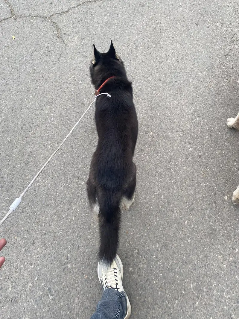Siberian husky — photo 7