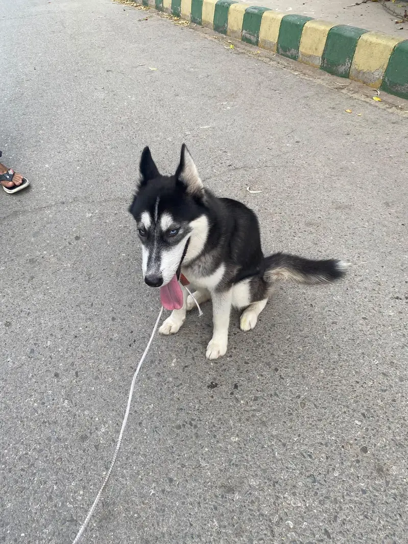 Siberian husky — photo 8