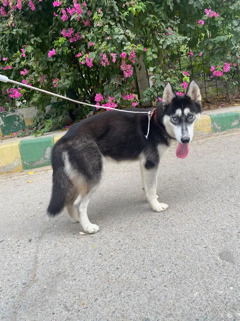 Siberian husky — photo 9