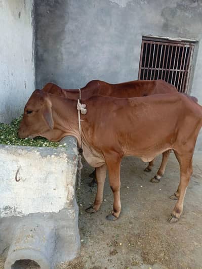 male beflo female active ha