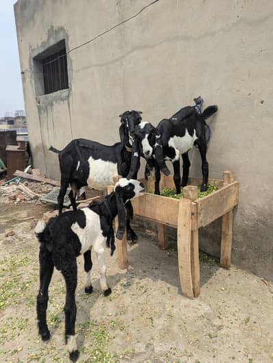 Desi Bakri For Sale